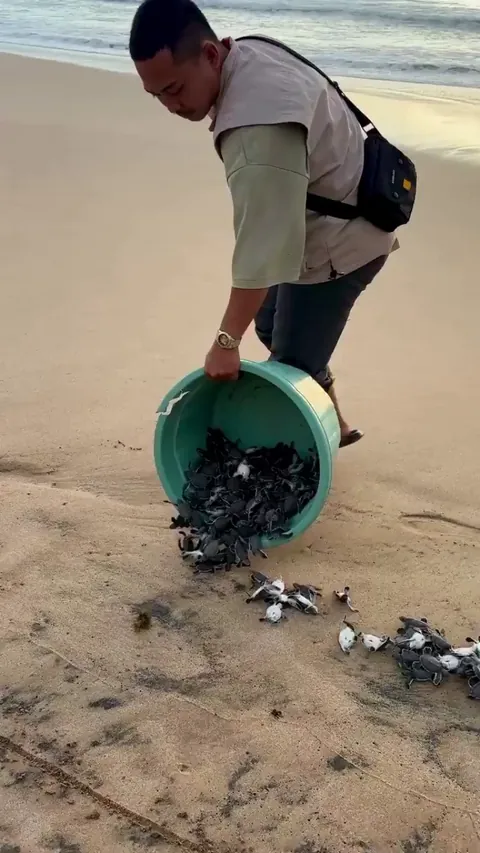 Turtle hatchling release at Pangumbahan Beach, Indonesia
