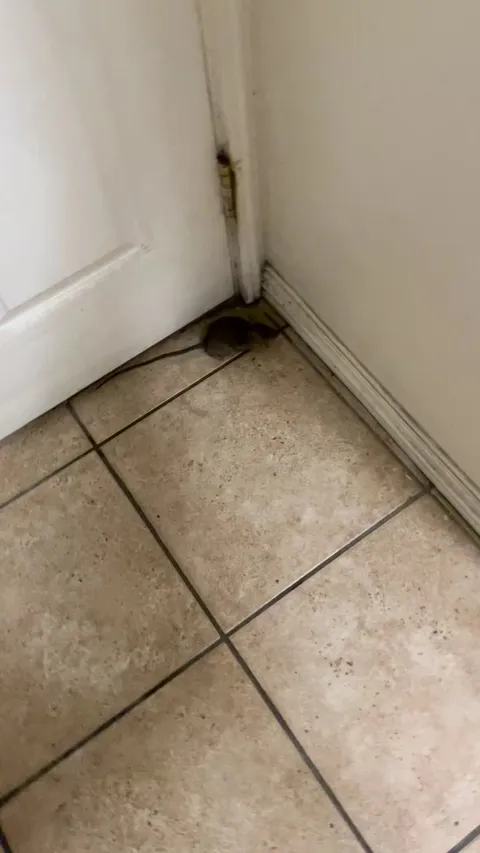 this rat is not afraid of me, does this have toxoplasmo from the looks of it?