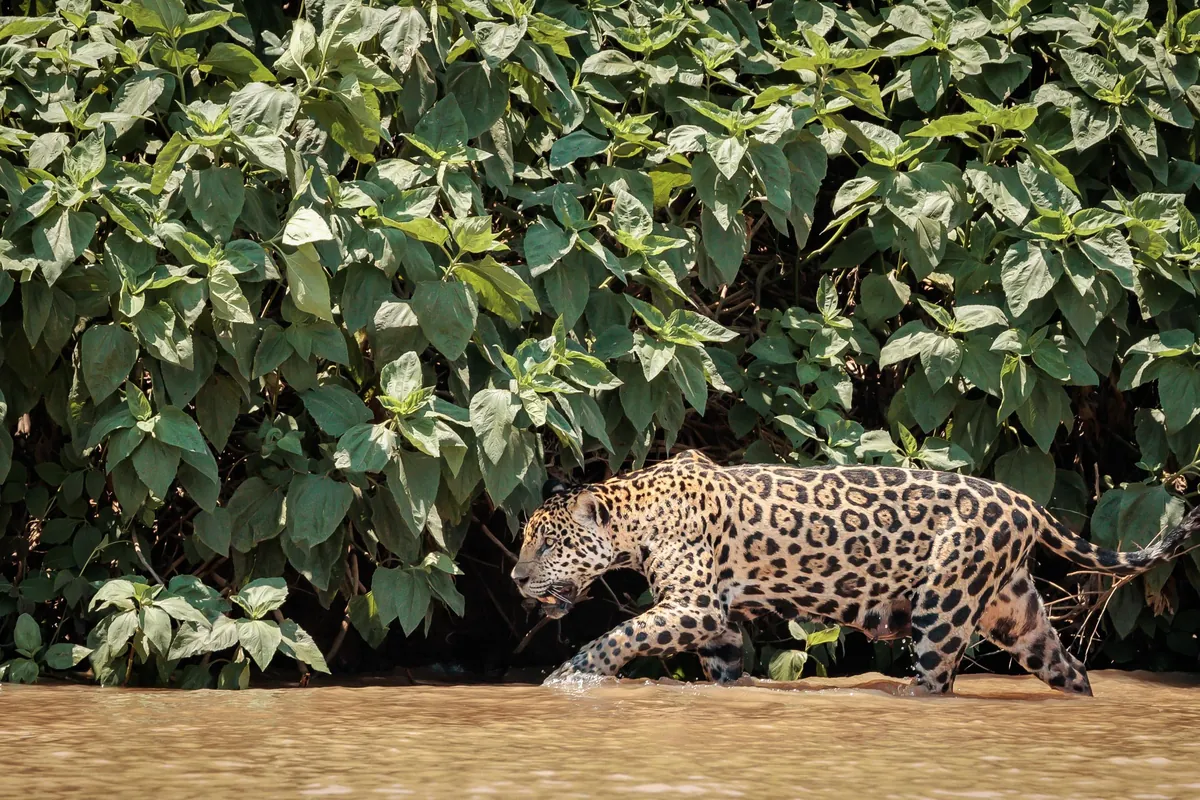 Self Drive Trip along the Transpantaniera Highway in the Brazilian Pantanal