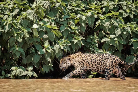 Self Drive Trip along the Transpantaniera Highway in the Brazilian Pantanal