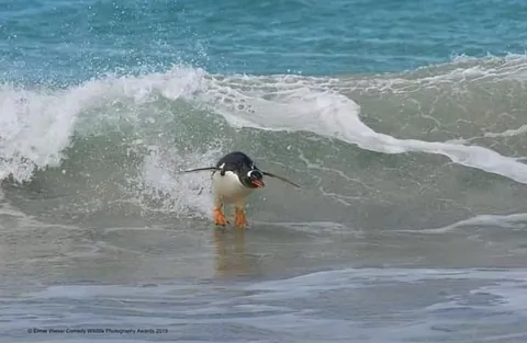 🔥 A collection of the finalist photos of the photography Comedy Wildlife Awards (2019).
