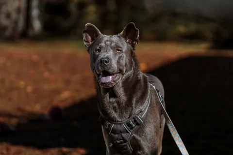 Pesci the gorilla bear pup posing for fall photos