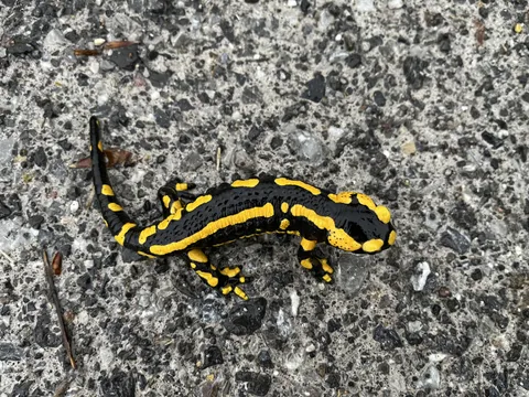🔥 The colours of this fire salamander I saw this morning in the woods