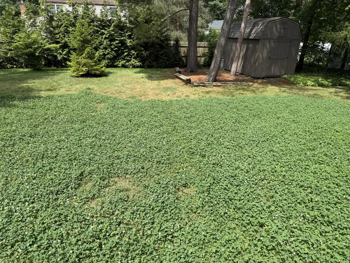 A clover patch has been slowly taking over the dead grass in our yard