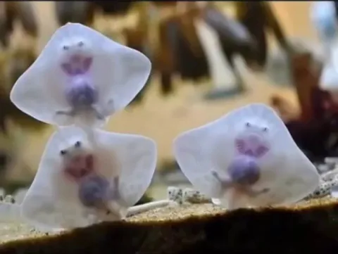 Baby Stingrays look like Aliens stuck in Ravioli