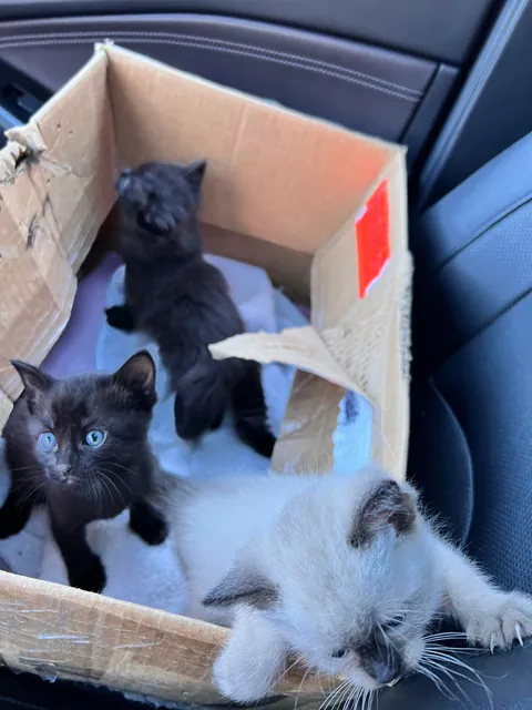 My husband spotted a box stuck under a truck driving through a parking lot in Burnaby, BC. He flagged the driver down and helped get the box unstuck. When he opened it, he found three tiny babies inside!