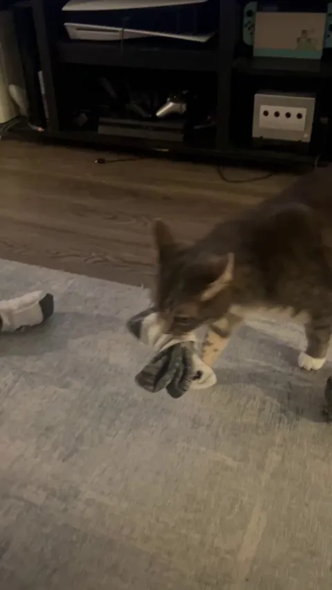My cat won’t stop bringing me socks