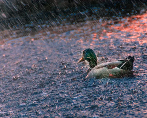 I recently started with photography and this is one of my favourites so far. Any critique to help me improve? :)