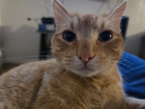 I miss my cat so I need to see everyone's cats