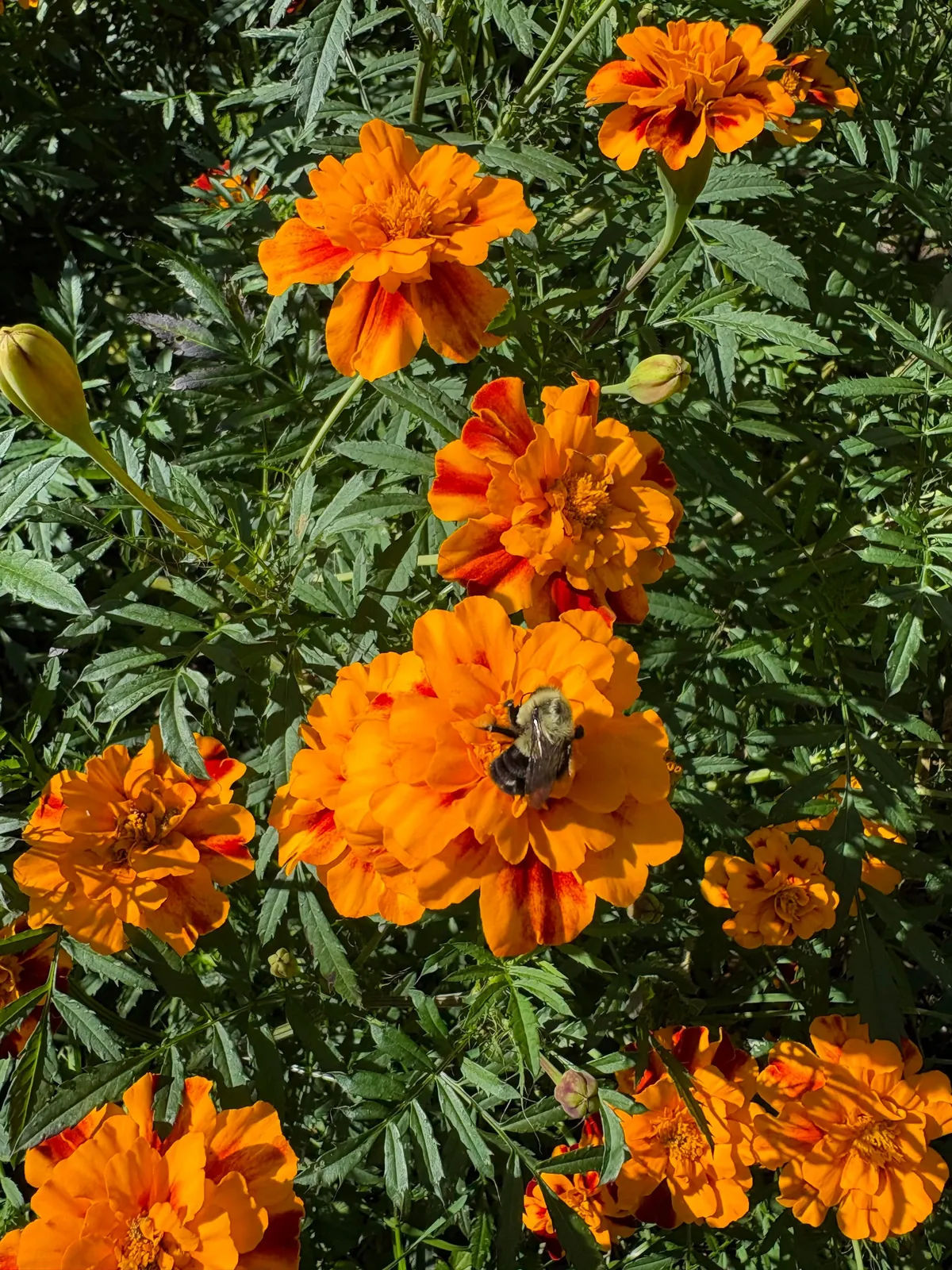 Marigolds (the super plant)