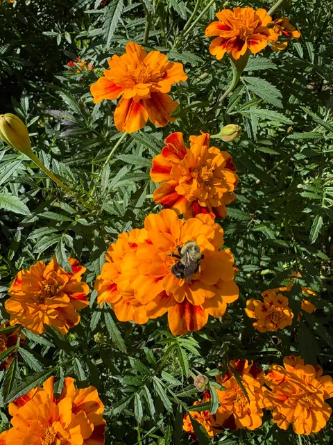 Marigolds (the super plant)