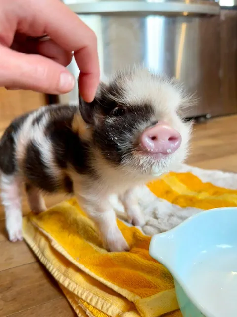Our newest rescue Fig (Figlet the Piglet) Newton
