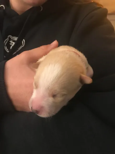 This is Luna, my soul dog🥰  From 1 week to 7.5 years old—she’s a sweet and complicated girl and I love her! ❤️