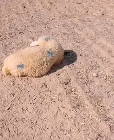 Sheep takes a nap and everybody leaves without him