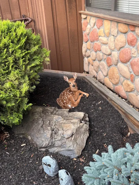 This little guy was outside my front door in my garden this morning 🥹