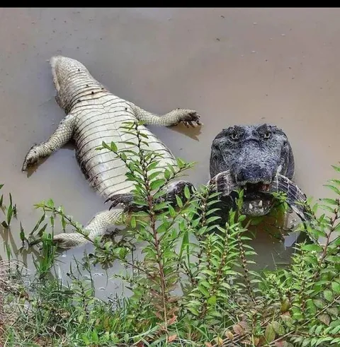 Caiman photographed just before feasting on his friend