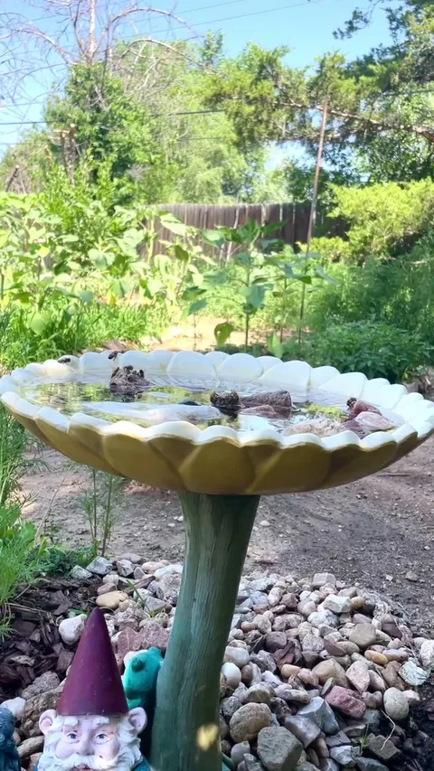 I created a bee bar! Put some rocks in my bird bath and now I have bees stopping by for a cold drink all day long. ☺️ My garden has leveled up!