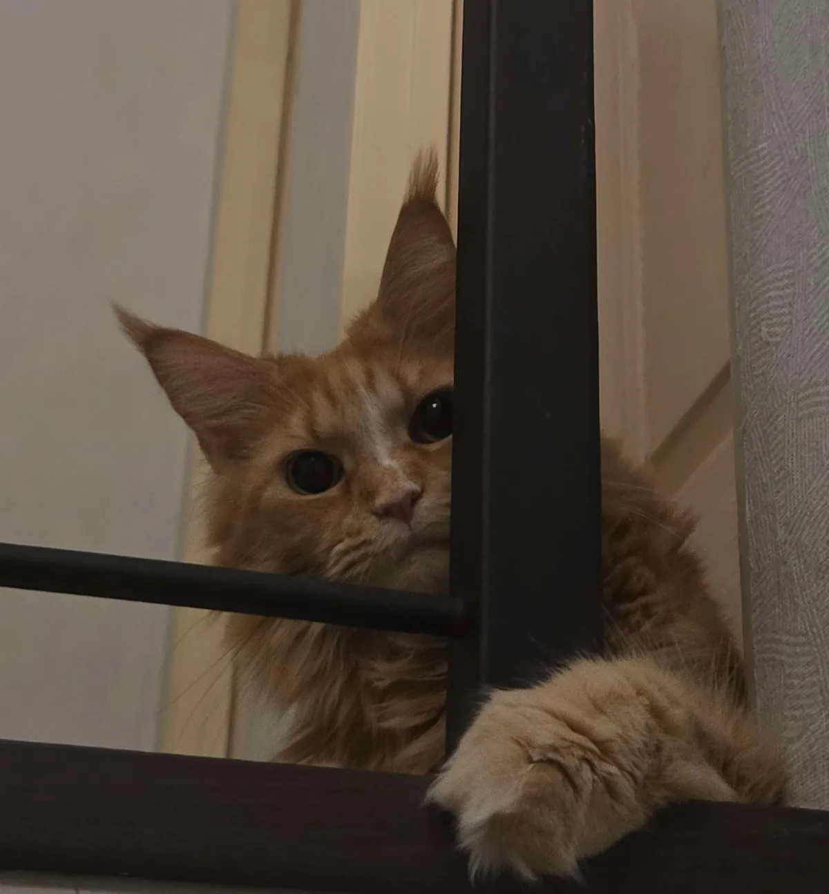 Lost my Orange Queen last week, my other cat and I are struggling.