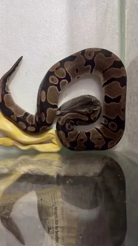 Snake shedding its skin