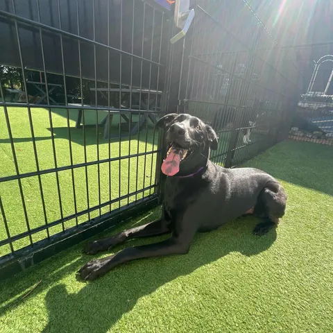 3 years ago today I was in search of a couch and left with a puppy. Happy 3rd gotcha day to Trouble! 