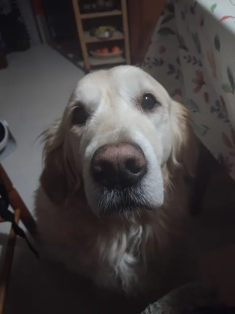 "May I haz sum birthday wishes?" Nala, 9 yo today 💗