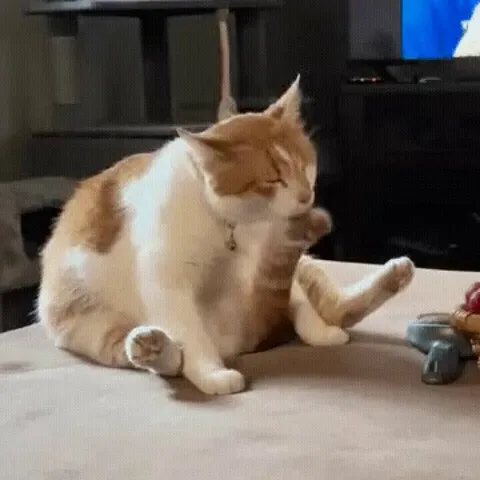 Cat licking his own tail