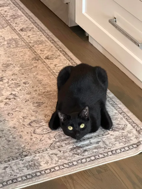 Sometimes my cat doubles as a turkey 🦃