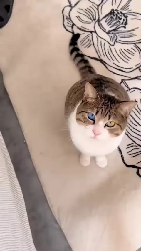 Cat with three different eye colours