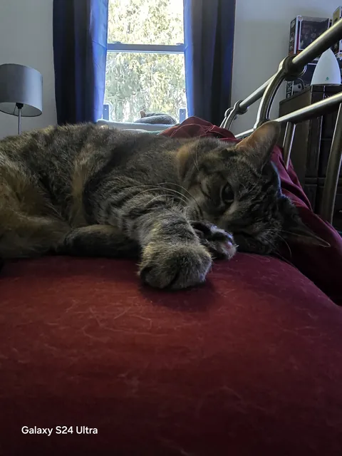 I'll always love and miss you Sushi