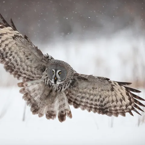🔥 A snowy owl about to catch its prey under the snow.