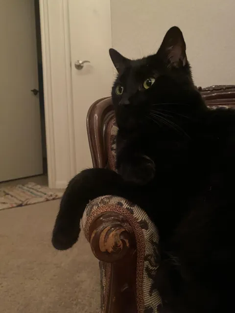 Is my cat missing bones 