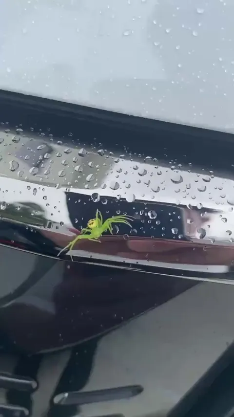 This odd looking spider has a smile face on its back