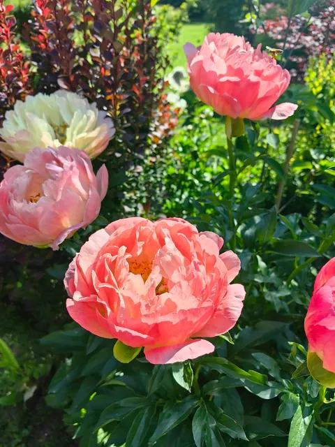 My garden in Serbia part 3