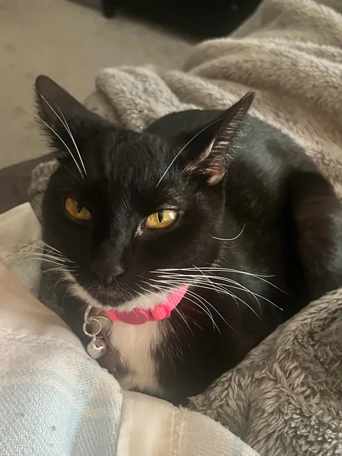 I hate my cats name.