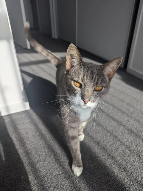 Whenever I stay with my uncle, his cat ends up living in my room. Is this actual cat behavior to find another calm female in a household full of chaotic boys?