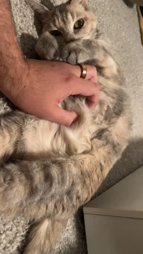 Is my cat enjoying this or just allowing it?