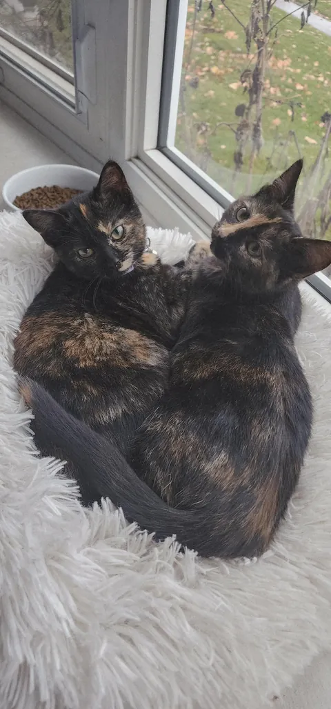 Kittens found on highway in a box, we adopted them both.