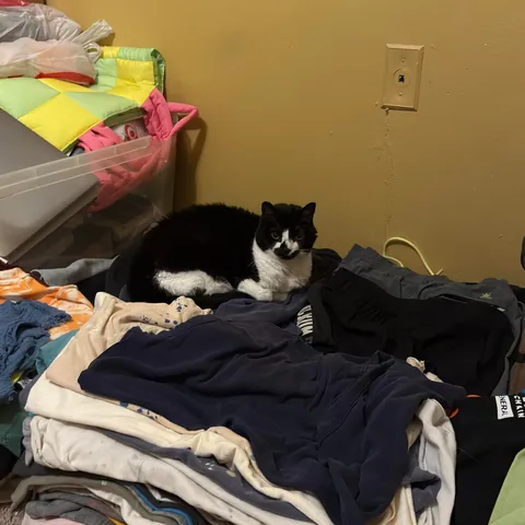 Why does she do this? There clean (been clean so it’s not recent laundry)…she has beds she loves but she has started to do this. Any particular reason why?
