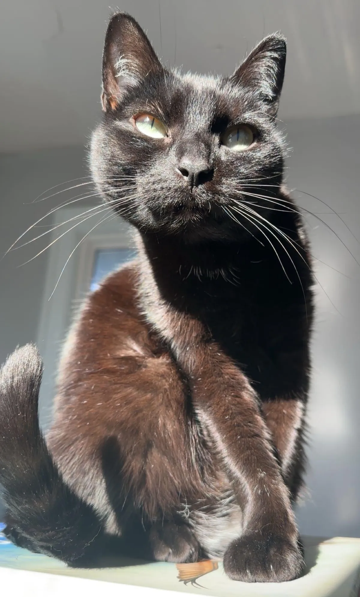 Shelter told us Luna was born there and wasn’t adopted for 7 years - now she and I spend every minute together