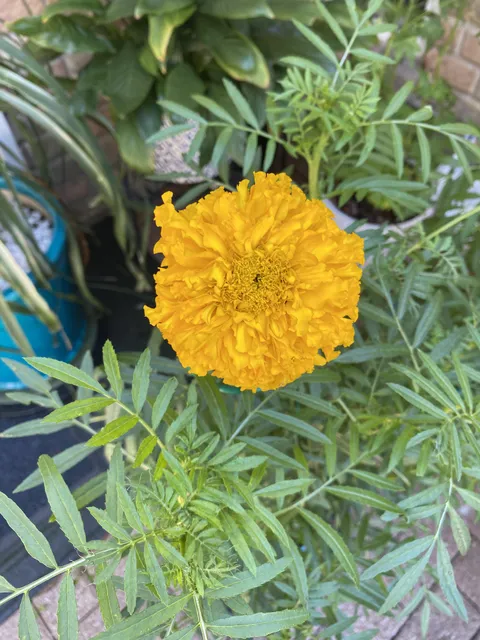 Started gardening after losing my son. This is my first flower 🥹