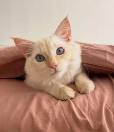 Rescued her during a fire and now she’s healthy and clingy 🥹