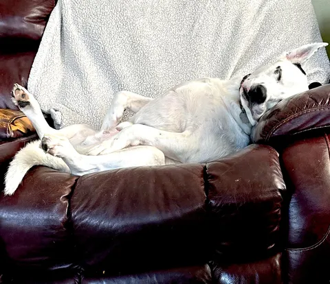 He pays no rent, contributes nothing, and still claims the whole couch like he owns the place.
