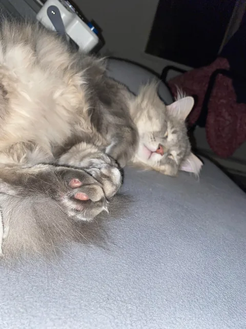 Is it normal to think your cat is the cutest cat?