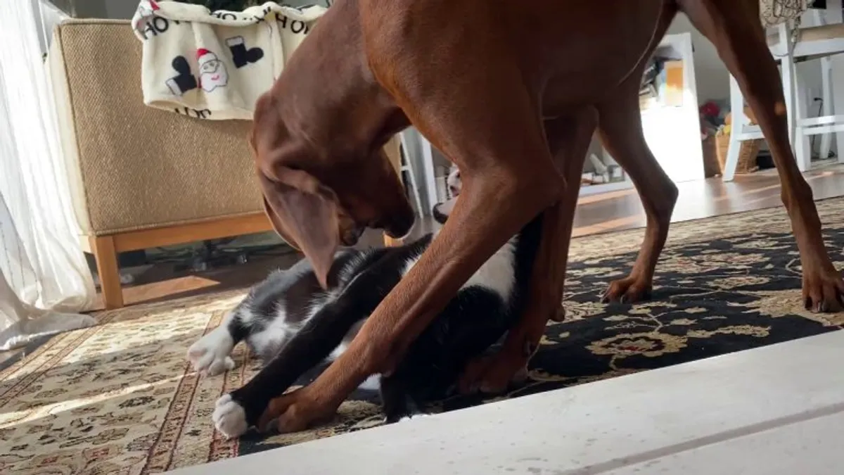My dog just grooming the cat with nibbles