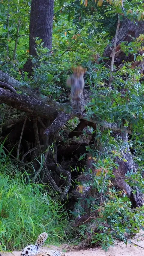 🔥 Leopard Cub Shenanigans 🔥