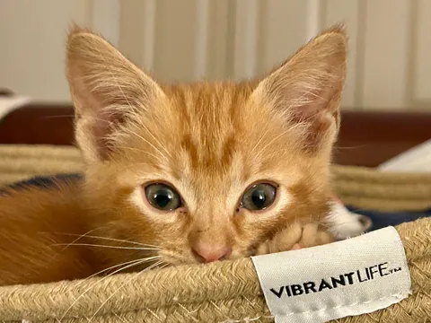 Found little Oliver in a propane exchange cabinet at work.