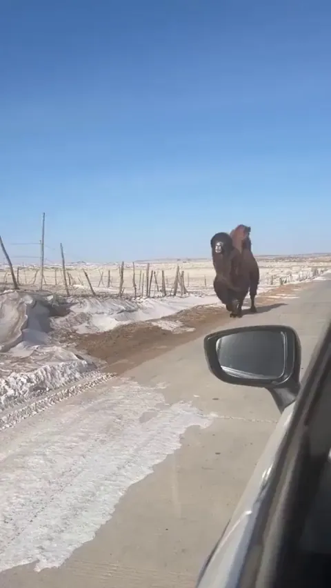 A super fluffy, majestic Bactrian camel is owning the winter road like a boss with its two humps