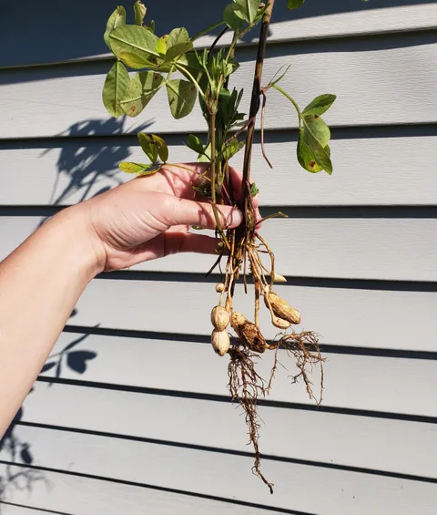 the great peanut harvest of 2018