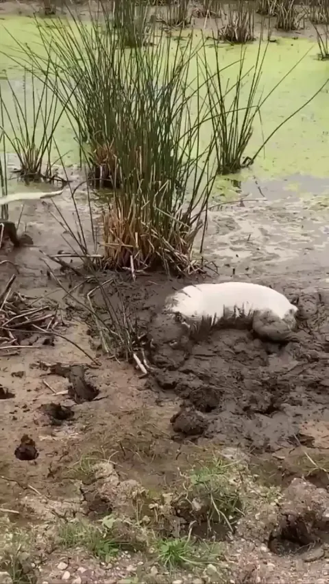 Actions that dogs perform right after their owner has bathed them: