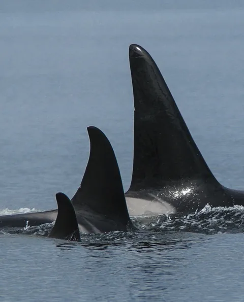 A Huge Male Orca with his mother and baby sister. Despite their much greater size male orcas remain loyal/affectionate with their mothers for their entire lives.